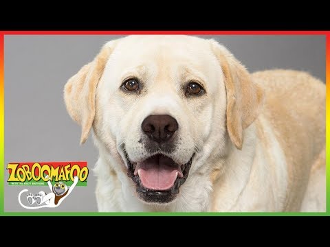 🐕 Zoboomafoo 253 | Can You Feel It? | Animal shows for kids | Full Episodes | HD 🐕