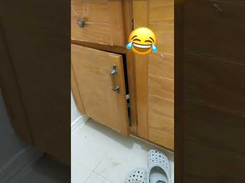 Minka and her tampons… #pets #cats #funnycats #funnyanimals #viralanimals #fypyoutube #fyp #lol