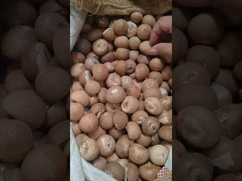Areca betel nuts a2 old