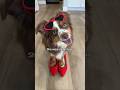 You belong with me (Ember’s Version) #taylorswift #dog #shorts