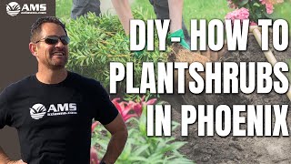 DIY How to Plant Shrubs in Phoenix
