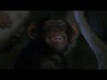Secret Honey Stash The Jungle Book Mowgli S Story 1998