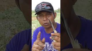 Download lagu The Fun of Attracting Long-tailed Shrikes is Unbelievable mp3 Download lagu The Fun of Attracting Long-tailed Shrikes is Unbelievable mp3