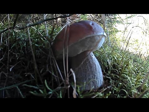 Білі Гриби в Карпатах 1.10.2019 / White mushrooms in the Carpathians 1.10.2019