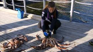 preview picture of video 'Laponia-Safari Cangrejo Rey Honningsvåg Visitar Noruega/Lapland King Crab Safari Visit Norway'