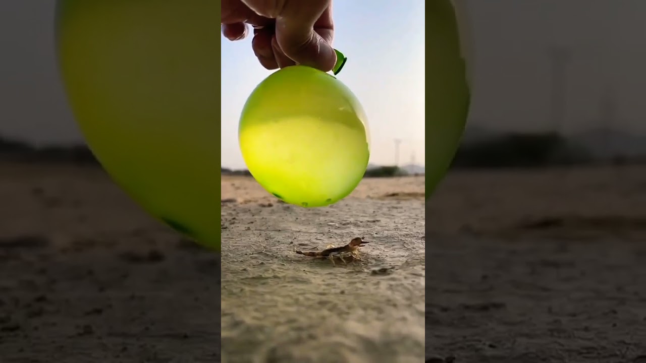 scorpion #memes #vuralvideo #viralmemes funny video 🤣🤣🤣