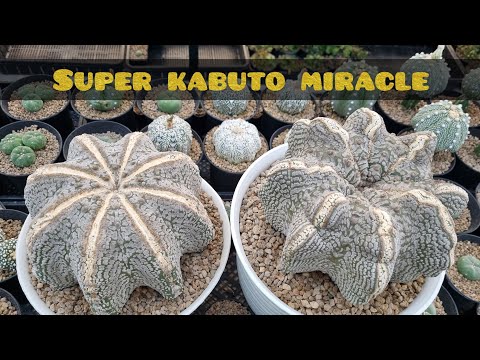 , title : 'Astrophytum Super Kabuto MIRACLE'