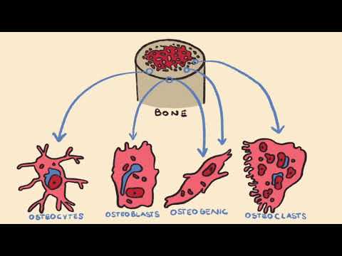 Bone Formation & Endochondral Ossification