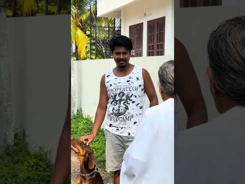 പട്ടിയുമായി നടക്കാൻ ഇറങ്ങിയ ഒരുത്തന് അമ്മാമയുടെ വക ഒരു താക്കിത്