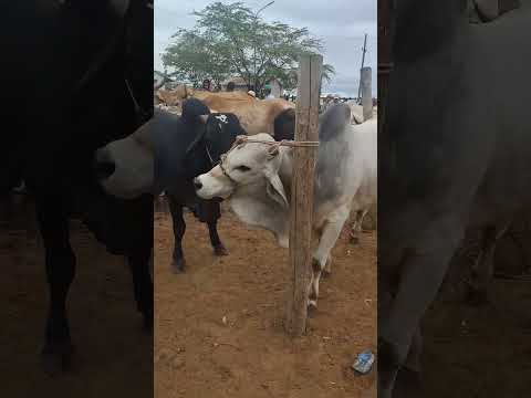 Feira de animais de tabira Pe