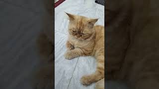 Download lagu nonochan// tokei no uta mp3