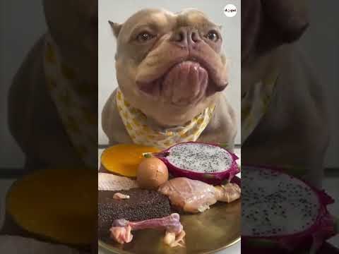 PitBull Dog Eats Raw Chicken ASMR #dogs #puppy #dog #american_bully #asmr #shorts