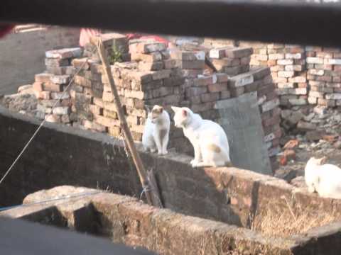 Cat with his full FAMILY