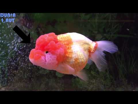 Perbedaan Ikan Mas Koki Oranda,  Lionhead, dan Ranchu