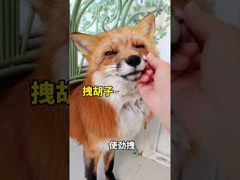 狐狸脾气测试！谁说狐狸不让人摸？