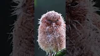 Download lagu Amazing bird video #shorts EP5 mp3 Download lagu Amazing bird video #shorts EP5 mp3