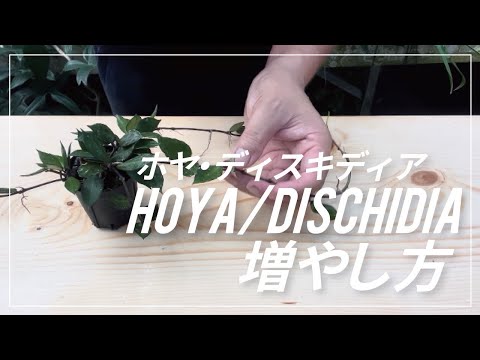 ホヤ (植物の属)について詳しく解説