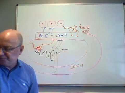 Professor Long - Urinary System Lecture 1, Functions, Kidney and Nephron Structure