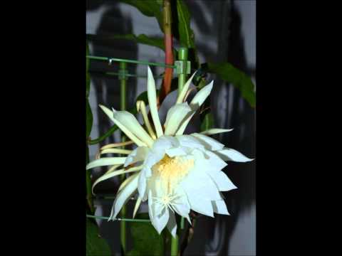 月下美人2012.10.10 （gekkabijin）