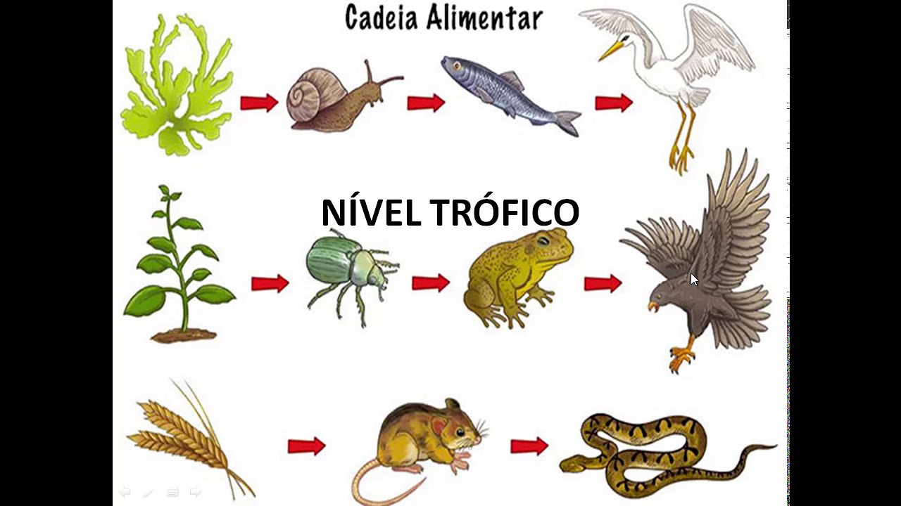 CADEIA ALIMENTAR E NÍVEL TRÓFICO
