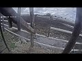 Cow Cam Drop A Superchat And Corn Comes Out
