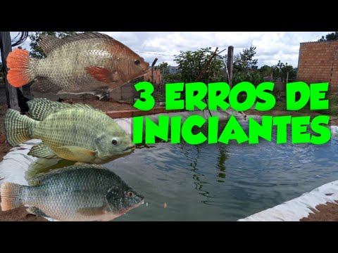3 Erros que Todo Criador de Peixe Iniciante comete Papo Fazendinha