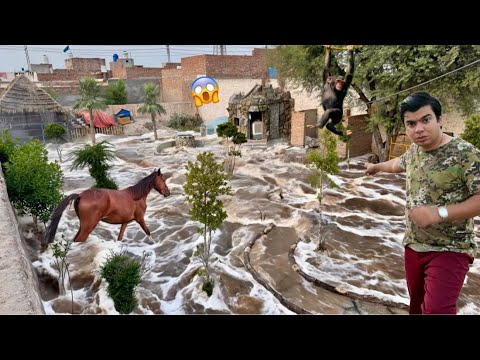 Zoo Mein Flood Agea 💔 Sab Khatam 😭