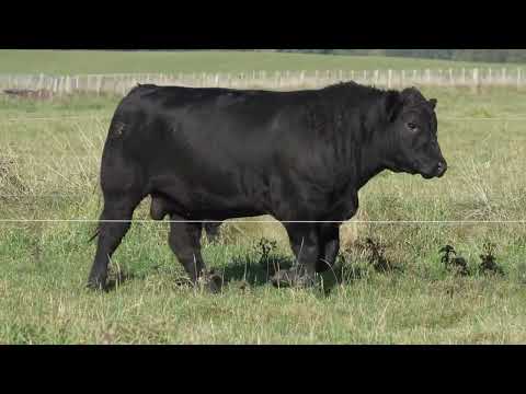 Lot 16 DANDALEITH CRAFTSMAN 113