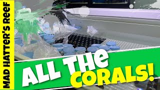 All the Corals in the Store