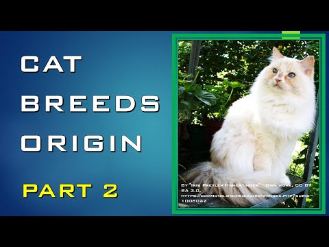 CAT BREEDS ORIGIN PART 2| (#19)