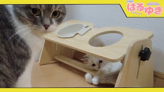 子猫が追い込まれたらこんなところに隠れるの【召喚獣はるとゆき】