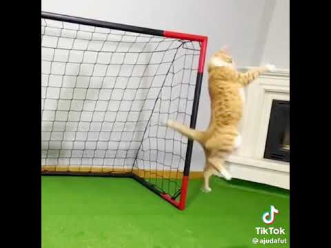 This cat is better than you Watch this