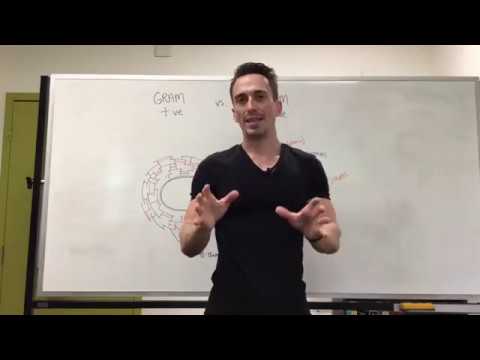 Gram Positive (+ve) vs. Gram Negative (-ve) Bacteria