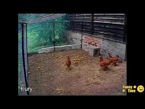 Questo cane salva il pollaio da una volpe