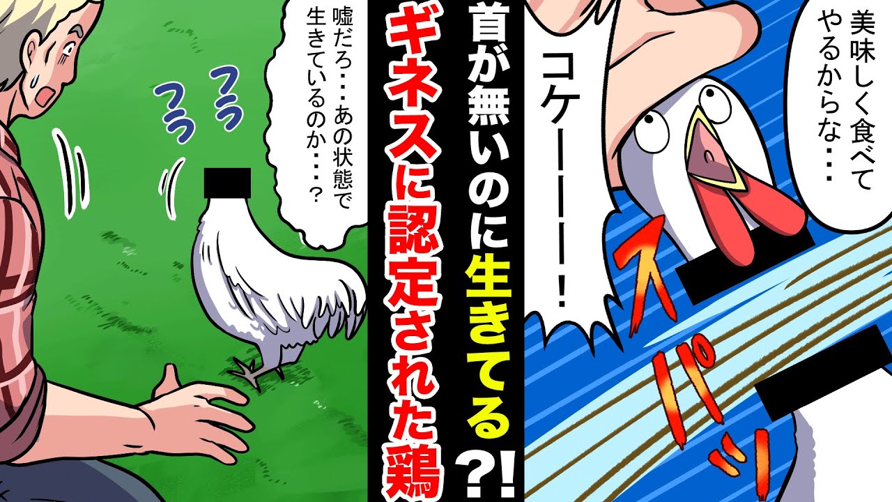 【実話】胴体だけで1年半生きる！？奇跡のニワトリの話