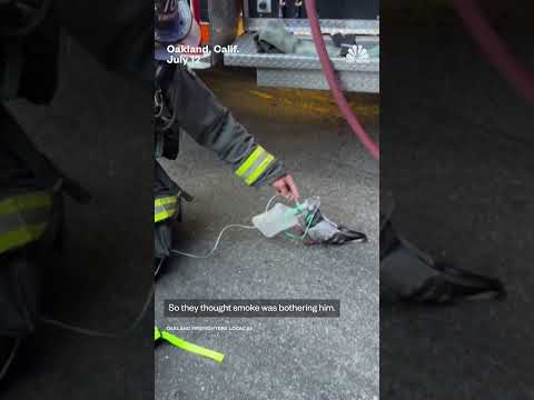 Firefighters in California gave oxygen to a pigeon having trouble breathing