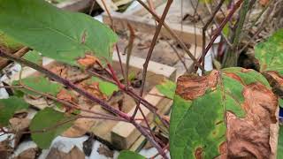 Treatment Of Japanese Knotweed Five Weeks After Being Sprayed With Glyphosate Herbicide