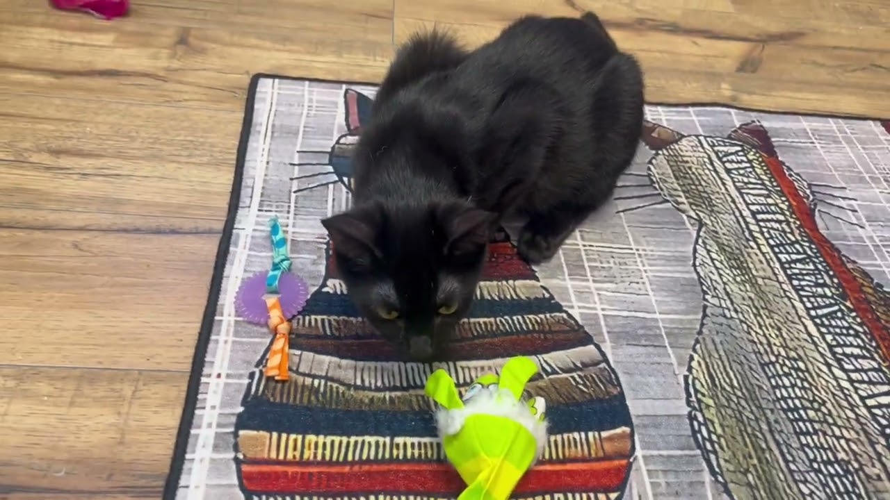 Enlarge Tilly, a ADOPTABLE Domestic Short Hair in Fountain Hills, AZ video 6/6