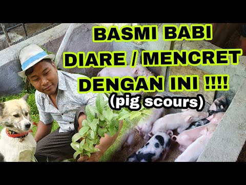 , title : 'Cara Atasi Diare atau Mencret pada Babi. Peternakan Babi di Bali'