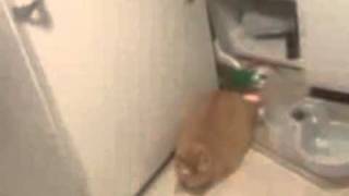 Fall - Fantastic Life