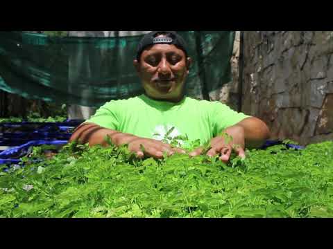 Support Foster to plant 4000 trees in Merida!