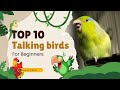 Good Beginner Birds That Talk Top 10 Talking Birds For Beginners