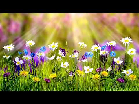 Música calmante para o coração