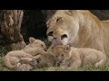 Wild African Diary - Tale Of Big Cats  Lions, Leopards, and Cheetahs |  Nature Documentary HD 2021