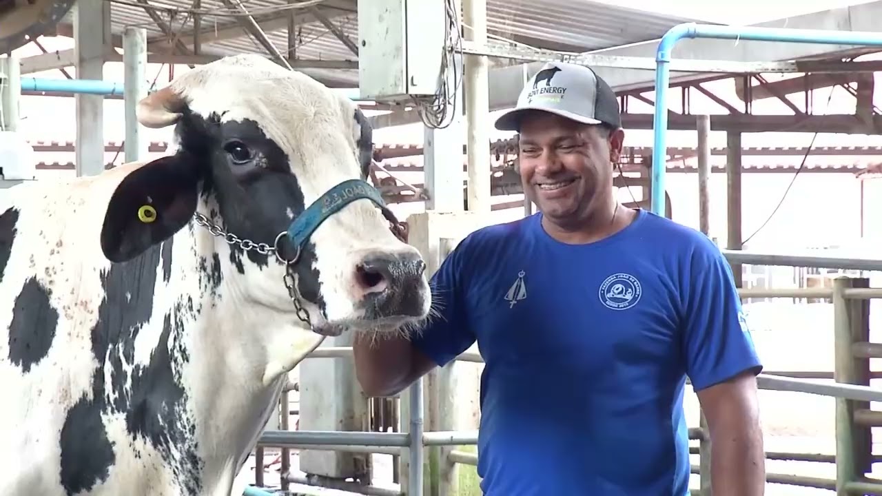 Vaca Girolando produz mais de 100 kg de leite em duas ordenhas