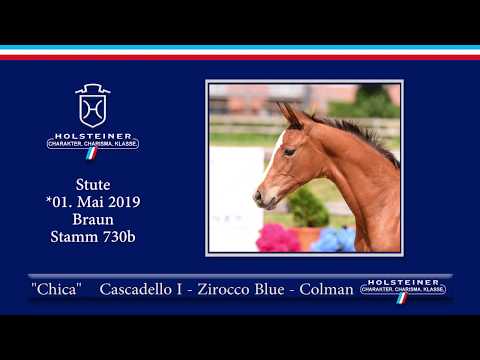 Holsteiner Elite-Fohlenauktion 2019 - Nr. 47 Chica v. Cascadello I-Zirocco Blue