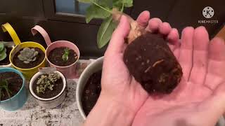 おうち園芸⚫︎ダイソーで100円購入した植物さんたちを植え替える/Home Gardening⚫︎Replanting plants purchased at Daiso for 100 yen