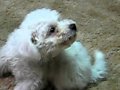 There Aint No Bugs On Me Cute Puppy