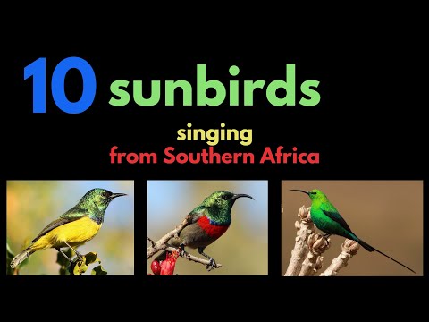 10 sunbirds singing from Southern Africa