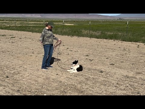 Kit the Border Collie puppy learns “Lie Down”